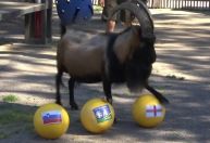 Mascote de clube alemão, cabra prevê vitória da Inglaterra na Euro