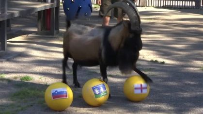 Mascote do Colônia, cabra prevê vitória da Inglaterra sobre a Eslovênia na Eurocopa