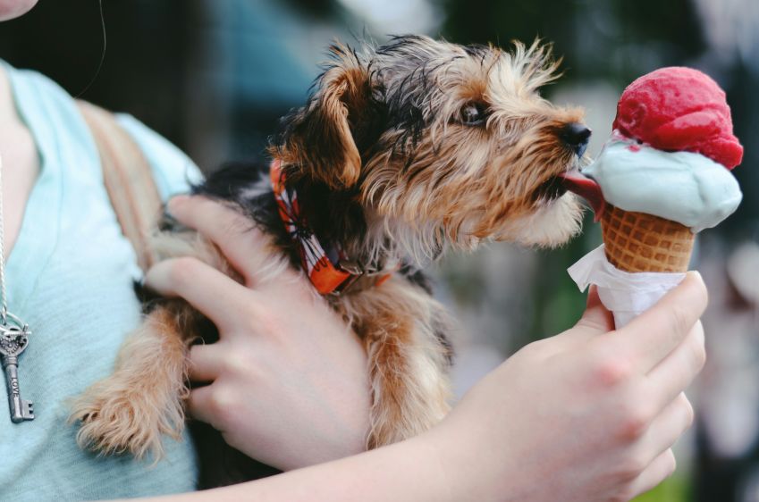 Picolés de fruta podem ajudar na hidratação de cães / Christian Bowen/ Unsplash