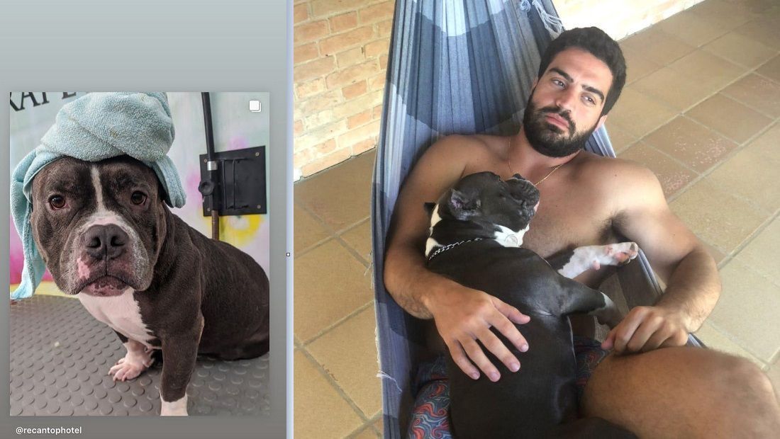 cachorrolatam