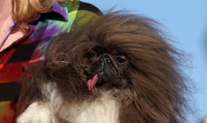 Pequinês linguarudo vence concurso de "cão mais feio do mundo"