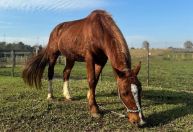 Cavalo Caramelo 