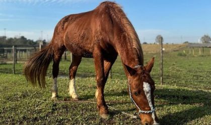 Cavalo Caramelo ganha microchip para identificação no RS; entenda