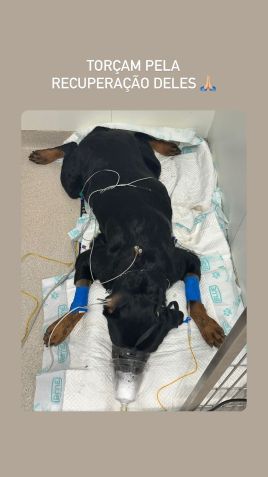 Cauã Reymond pede oração para seus cachorros / Reprodução/Instagram