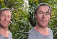 Chris Hemsworth publica vídeo com aranha e brinca: 