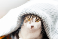 Pet no inverno: veja dicas de cuidados com cães e gatos durante clima frio