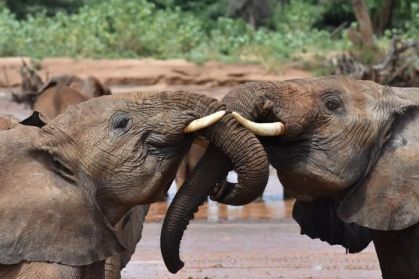 Dois elefantes juvenis se cumprimentam na Reserva Nacional de Samburu, no Quênia.