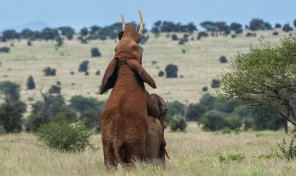 Comportamento homossexual entre animais é subnotificado na ciência, diz estudo