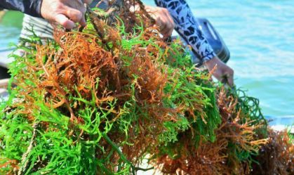 Conheça a Kappaphycus alvarezi, alga que o Senado discute para agricultura no Brasil