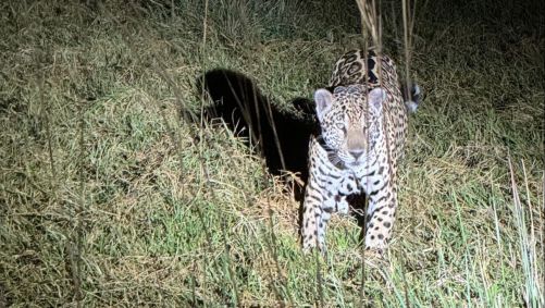 Marina Ruy Barbosa compartilha imagens da viagem ao Pantanal