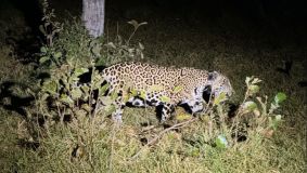 Marina Ruy Barbosa compartilha imagens da viagem ao Pantanal