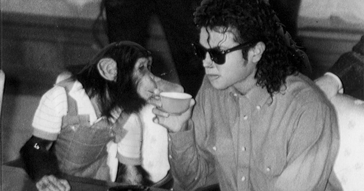 Chimpanzé de Michael Jackson vive velhice confortável em santuário no Texas