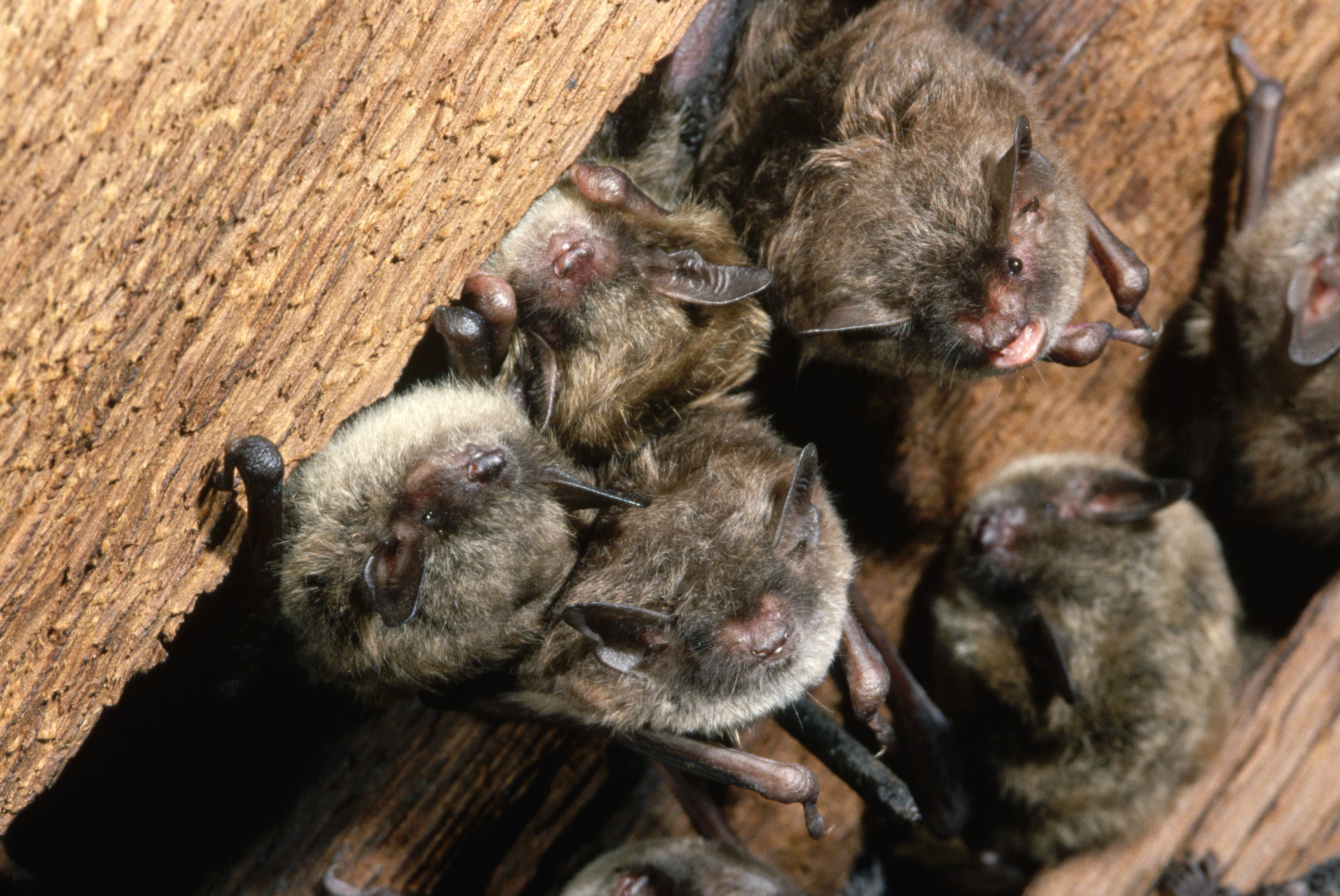 Colony of Little Brown Bats in Church Ceiling