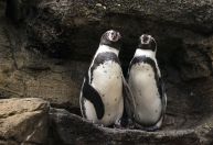 Morre pinguim que virou símbolo de casamento gay
