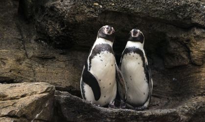 Morre pinguim que virou símbolo de casamento gay