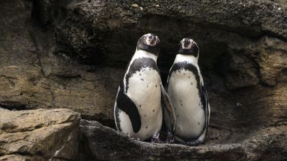 Pinguins-de-Humboldt recebem este nome porque nadam na Corrente de Humboldt, no Oceano Pacífico