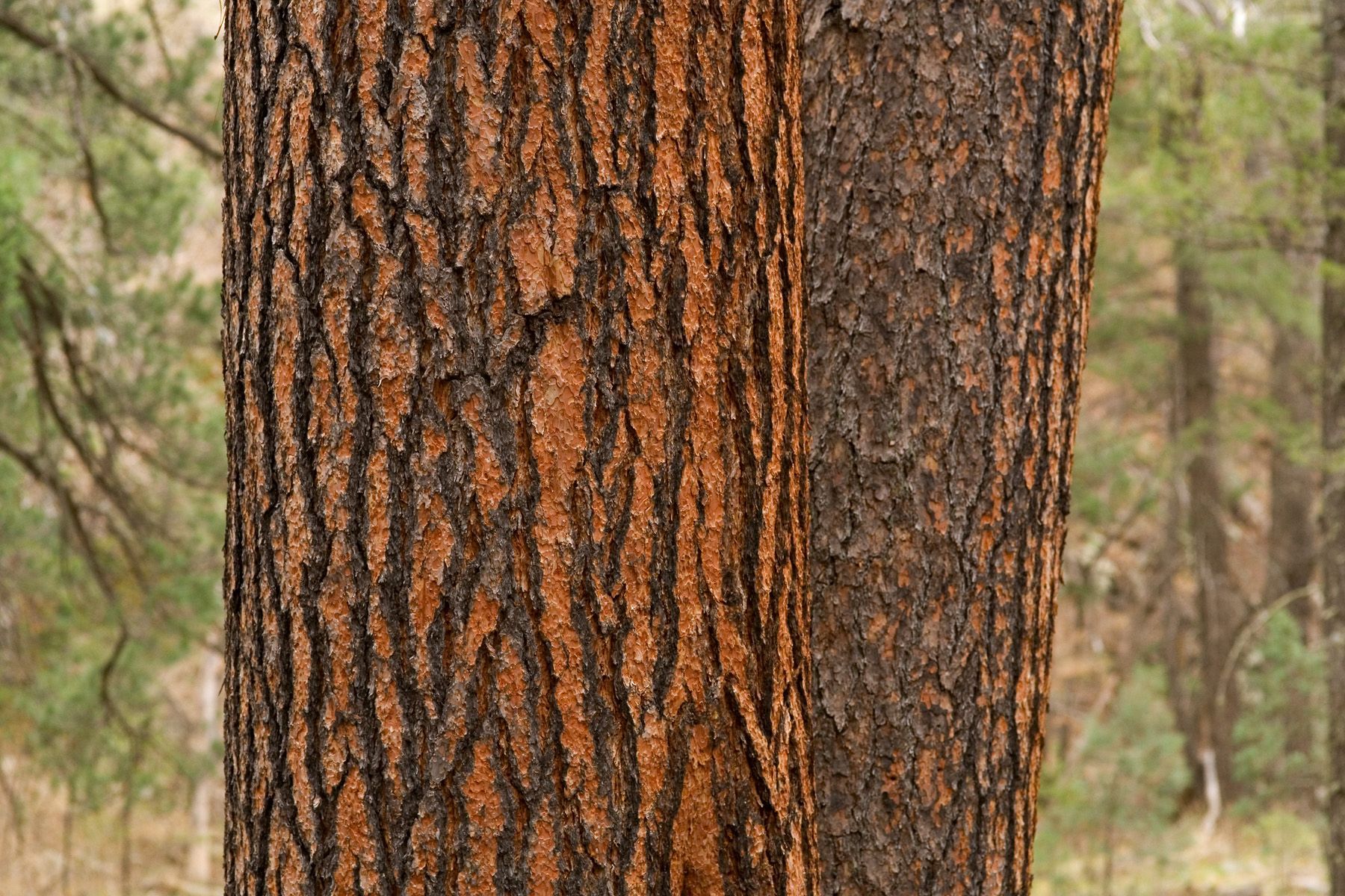<i>Pinus ponderosa</i>