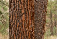 Na mira de Trump, madeira representa 40% das exportações do Paraná aos EUA