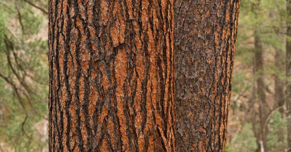 Después de gravar la madera brasileña, EE.UU. invierte US$ 80 millones en el sector