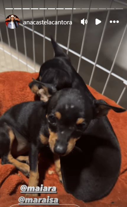 Cantora revelou em seu Instagram o nome de suas filhotes