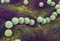 Streptococcus do grupo A: o que é a bactéria que causou surto no Japão