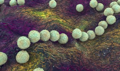 Streptococcus do grupo A: o que é a bactéria que causou surto no Japão