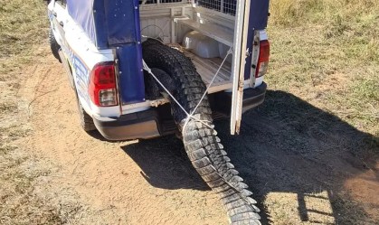 Crocodilo que teria devorado animais de estimação é morto e comido na Austrália
