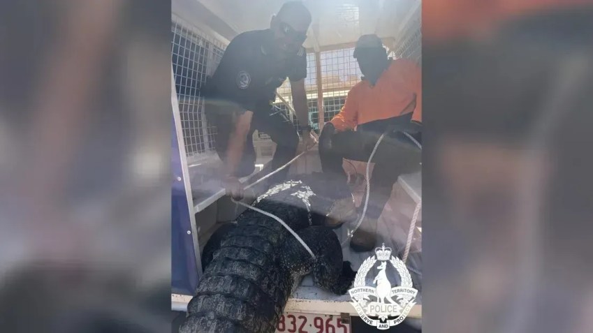 Crocodilo que teria devorado animais de estimação é morto e comido na Austrália / Polícia do Território do Norte