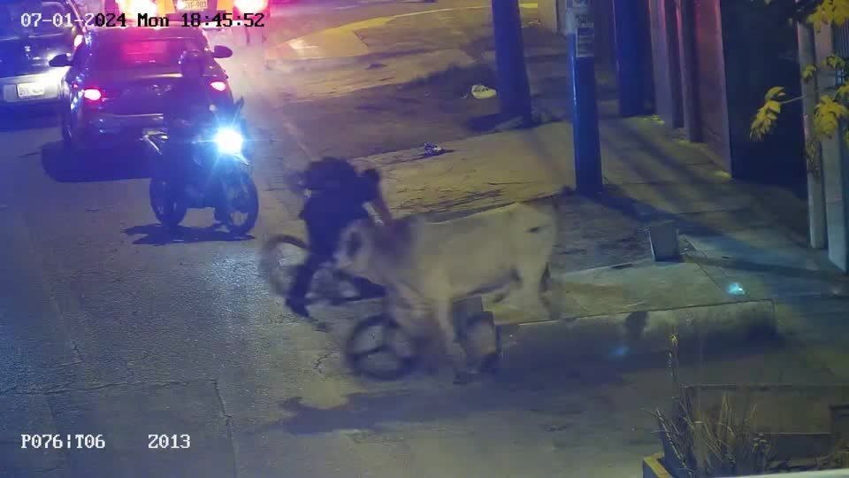 Runaway bull runs amok in Peru, charges against unsuspecting locals