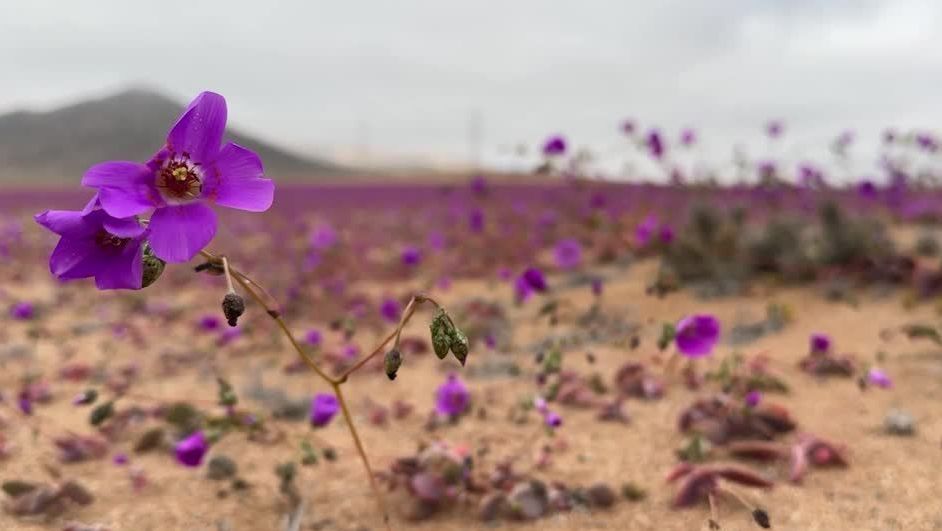 Chile's flowering desert fascinates visitors with unexpected winter bloom