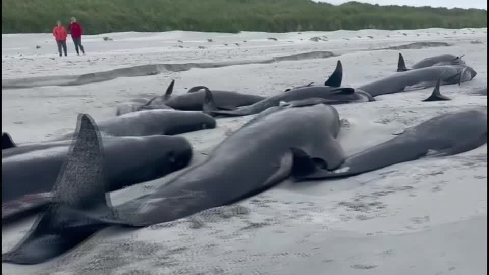 At least 65 pilot whales die in Scottish mass stranding