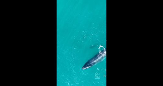 Flagrante foi feito nesta semana em Armação dos Búzios (RJ)