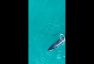 Vídeo: Baleia é vista caçando peixes em Búzios (RJ); imagem é rara, diz laboratório