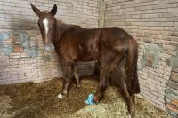 Além do Caramelo: 18 cavalos resgatados das enchentes seguem sem dono