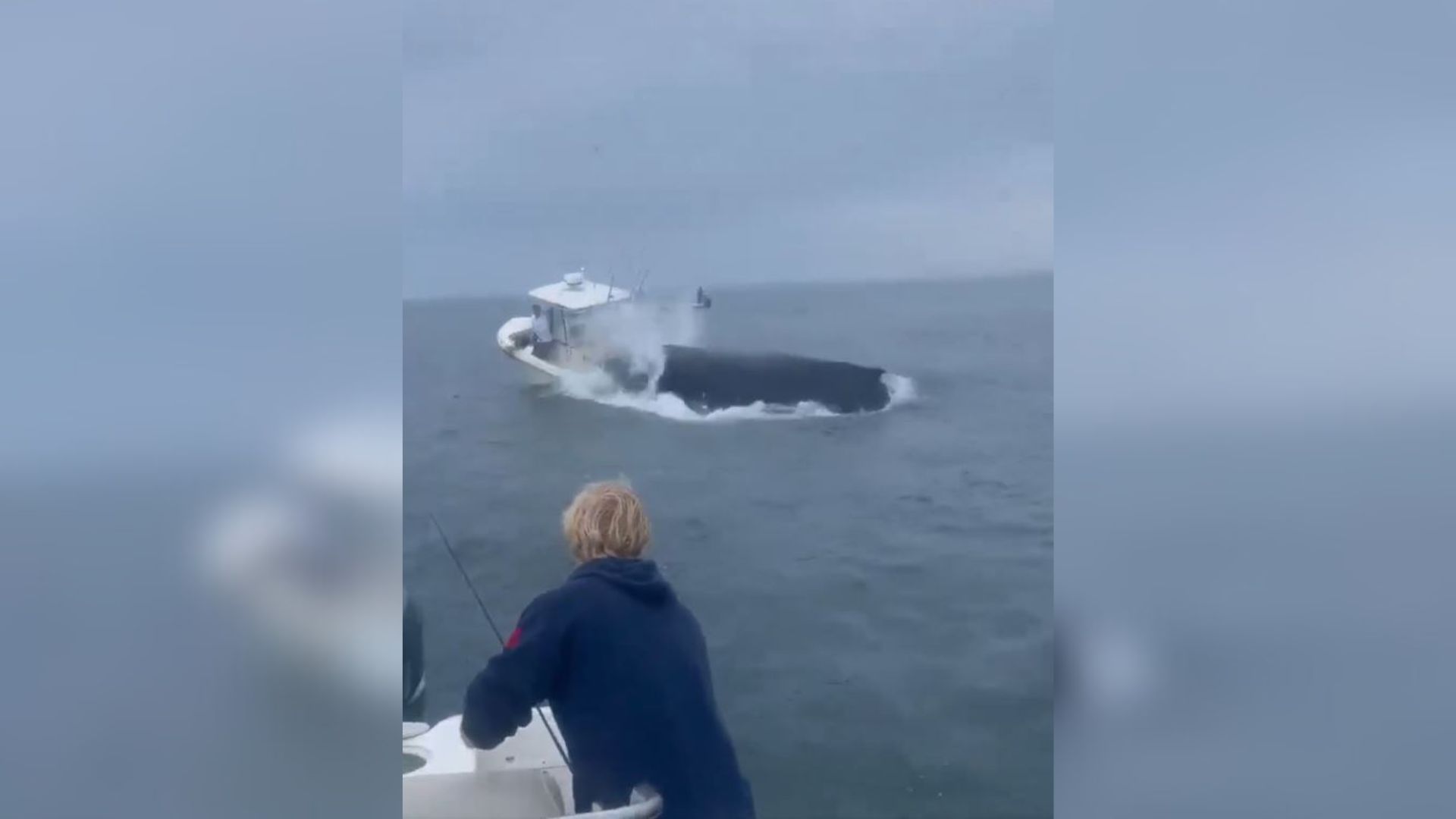 Baleia atinge barco nos Estados Unidos