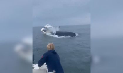 Baleia atinge barco após salto nos Estados Unidos; veja vídeo