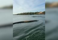 Comerciante encontra cobra gigante ao navegar em lago em Tocantins; veja vídeo