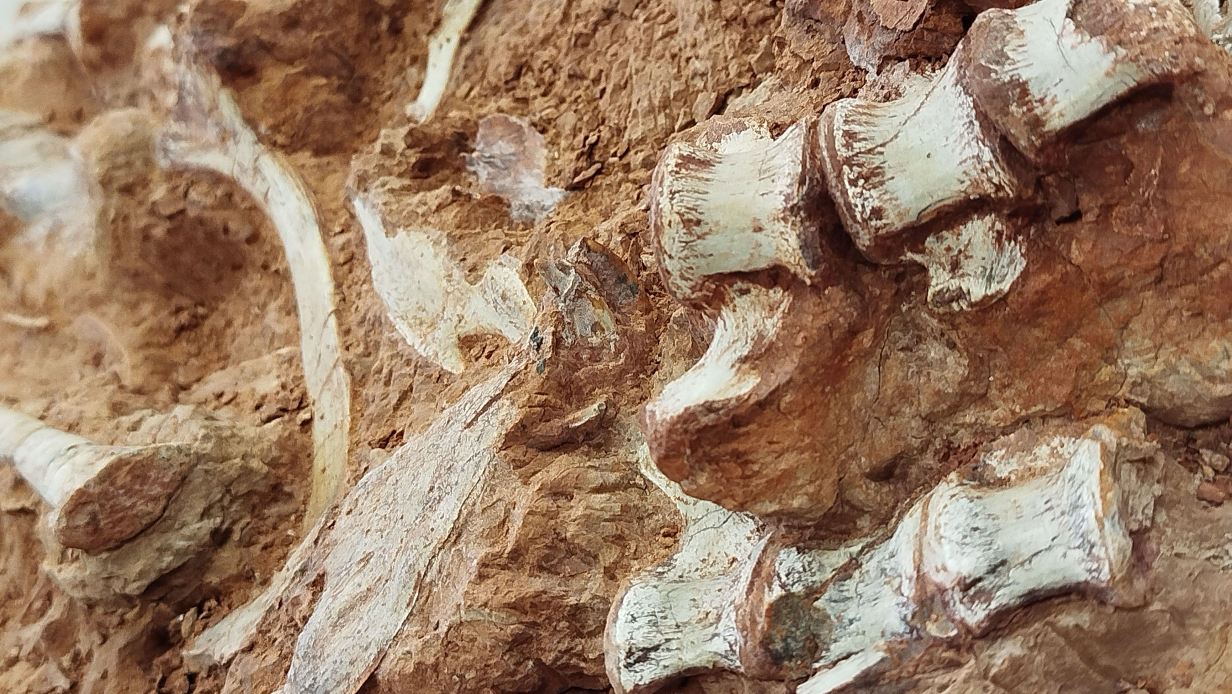Elementos fósseis de dinossauro de São João do Polêsine (por Rodrigo Temp Müller)
