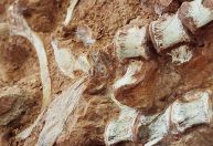 Fóssil de 223 milhões de anos do RS ajudará a entender a origem dos dinossauros