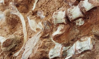 Após chuvas, fóssil de dinossauro de 233 milhões de anos é encontrado no RS