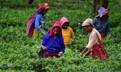 Mudanças climáticas fazem preço de tradicional chá indiano disparar