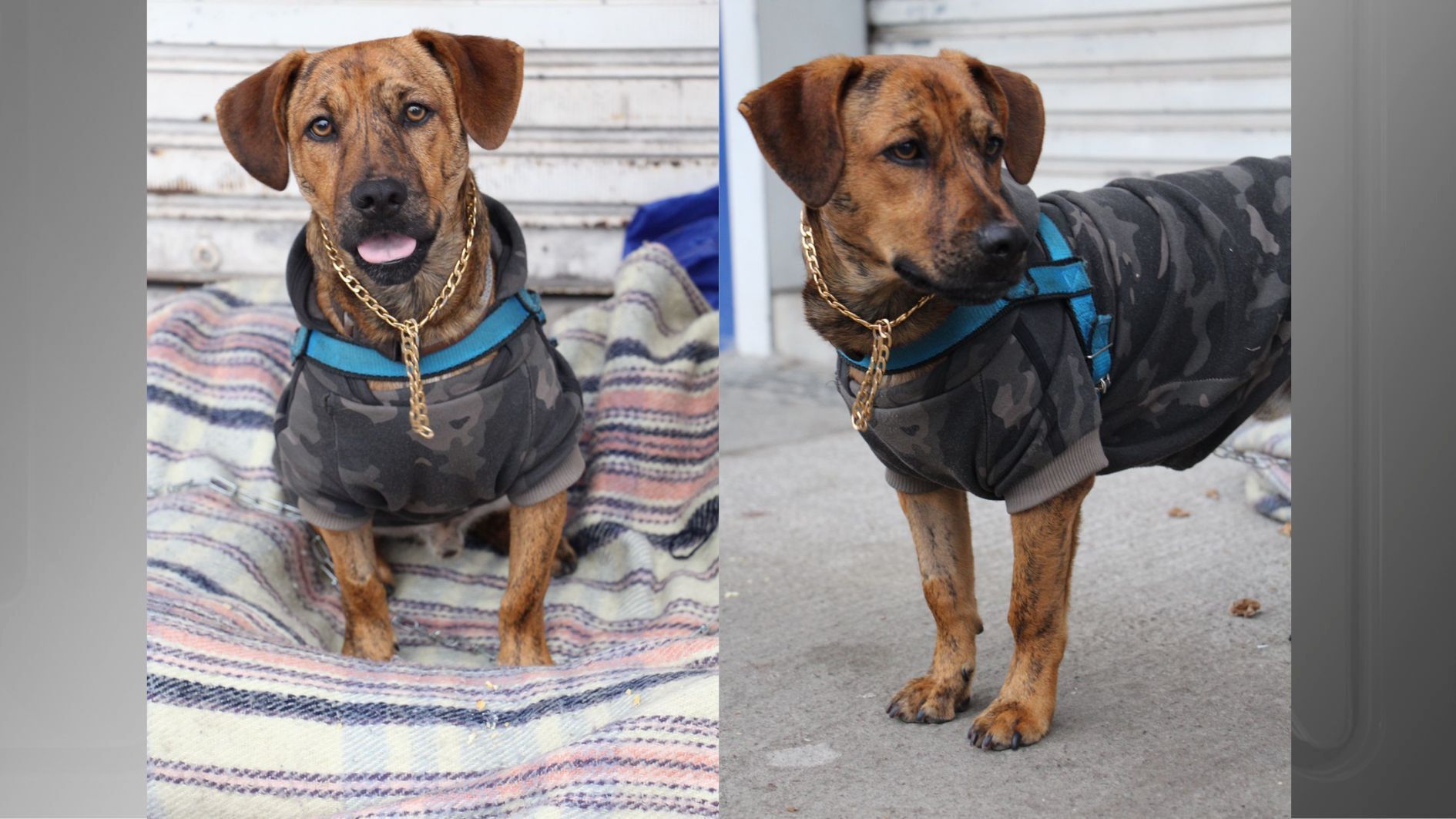 Cachorro foi resgatado na rodoviária de Curitiba quando tinha 1 mês de vida