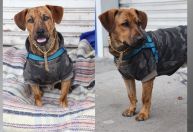 Justiça determina que cachorro recolhido seja devolvido a casal em situação de rua em Curitiba
