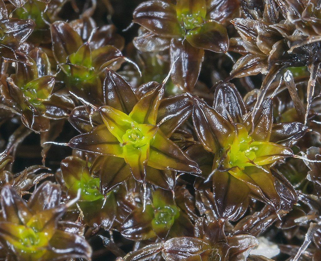 Syntrichia_caninervis_(tortula_moss)_(7065876713)