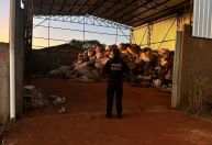 PF prende grupo responsável por trazer 15 toneladas de maconha ao Brasil pela fronteira com o Paraguai