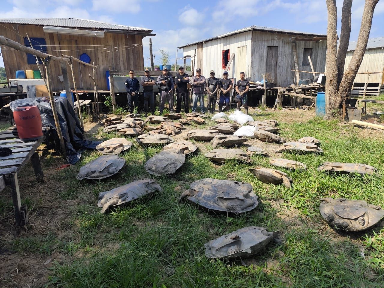 Entre as espécies resgatadas na operação, estão  quelônios, tartarugas, tracajá, entre outros