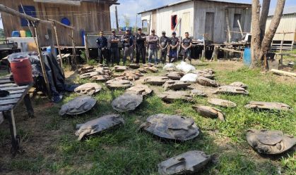 No Amazonas, 400 quelônios e tartarugas apreendidos pela polícia são devolvidos