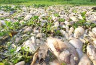 Despejo irregular industrial causa mortandade de peixes no Rio Piracicaba
