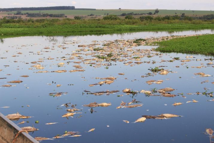 Despejo irregular industrial causa mortandade de peixes no Rio Piracicaba / Will Baldine/Jornal de Piracicaba