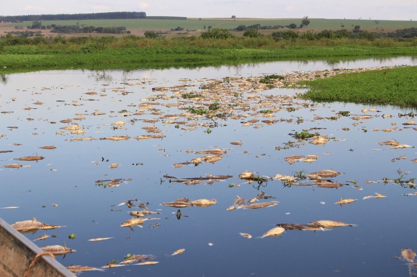 Despejo irregular industrial causa mortandade de peixes no Rio Piracicaba / Will Baldine/Jornal de Piracicaba
